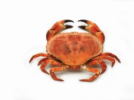 female-crab-001-REWORK